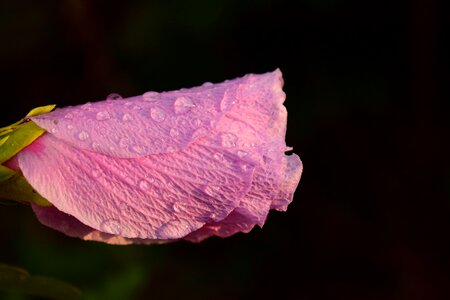 Close up flower drip photo