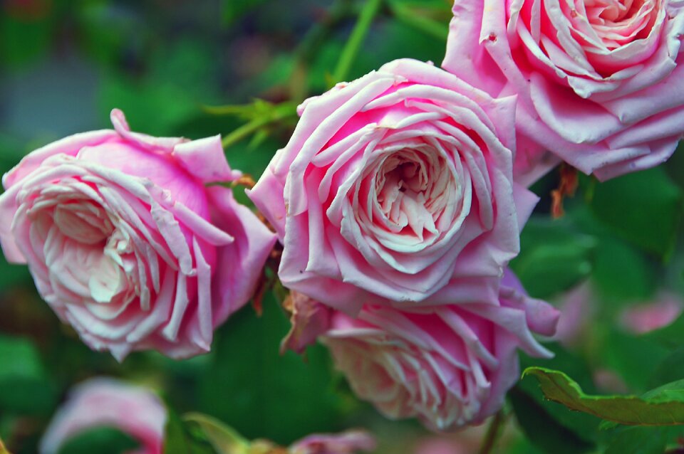 Flower rose blooms pink roses