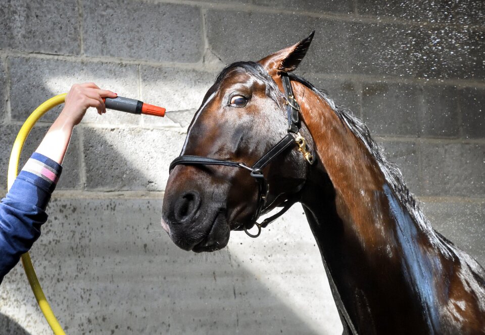 Water shower wash