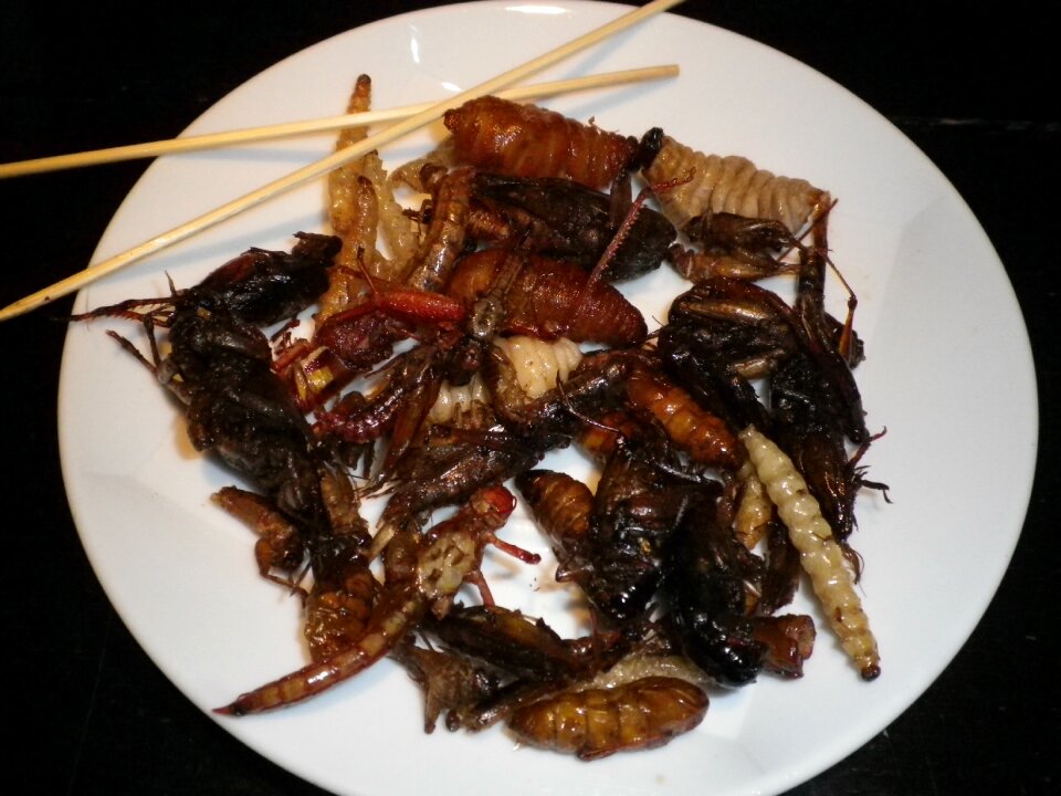 Insect plate chopsticks