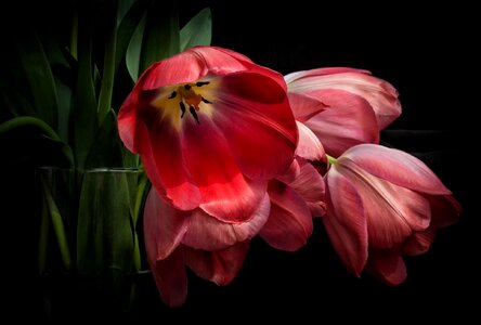 Tulips red flowers