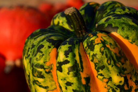 Yellow nature gourd