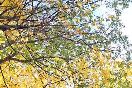 Fall foliage yellow photo
