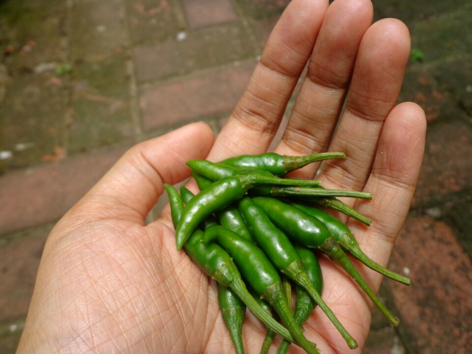 Chili peppers green