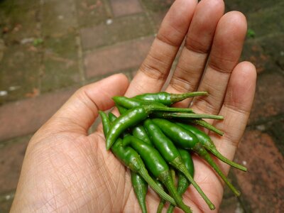 Chili peppers green