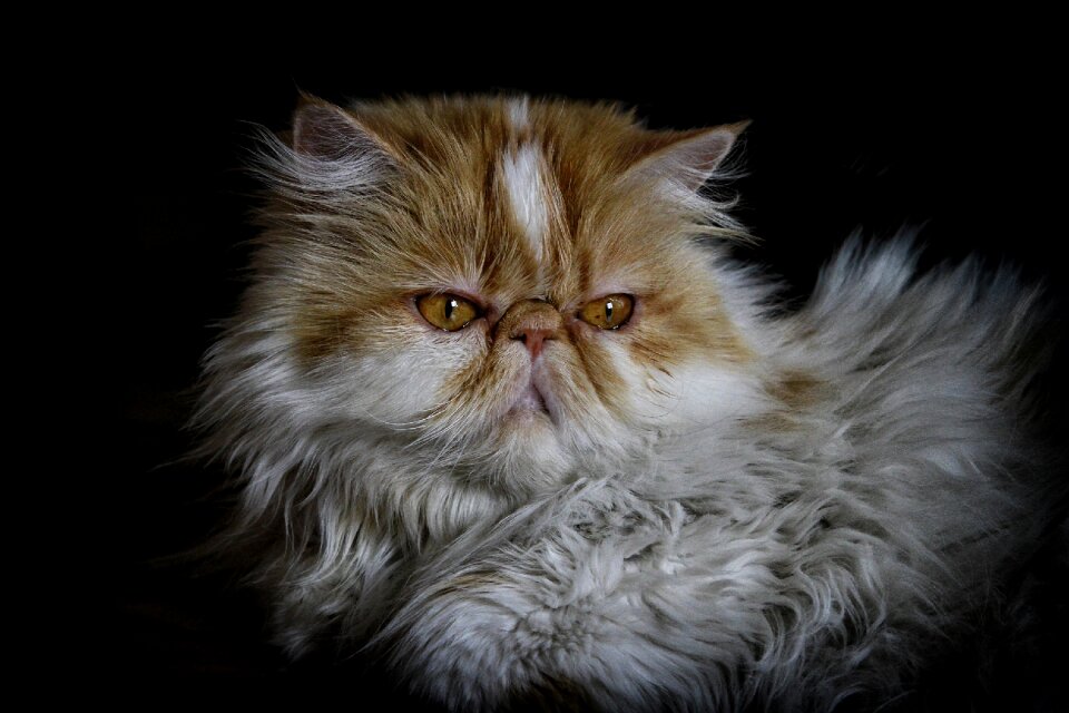 Persian cat pet animal