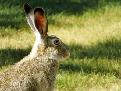 Ears animal easter photo