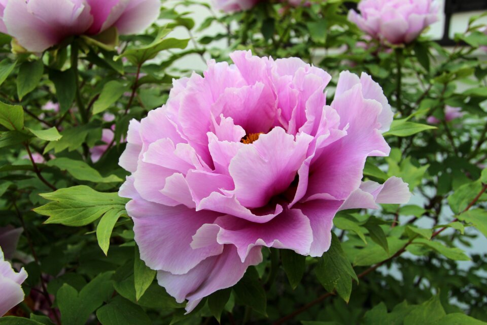 Pink blossom bloom