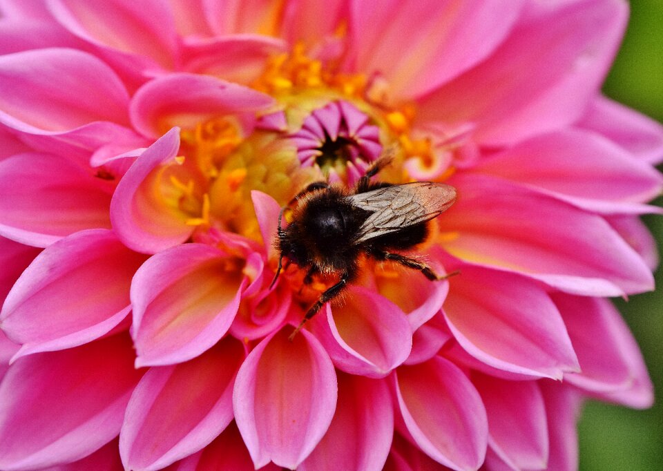 Autumn asteraceae flower garden