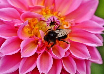 Autumn asteraceae flower garden