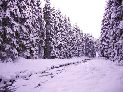 Forest landscape pine winter trees photo