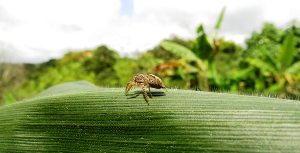 Salento armenia colombia