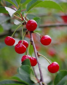 Cherries fruit summer
