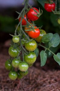 Tomatenrispe nachtschattengewächs red photo
