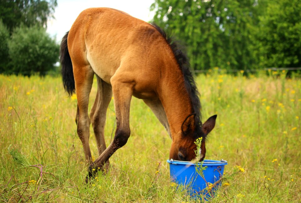 Brown mold feed bucket grass