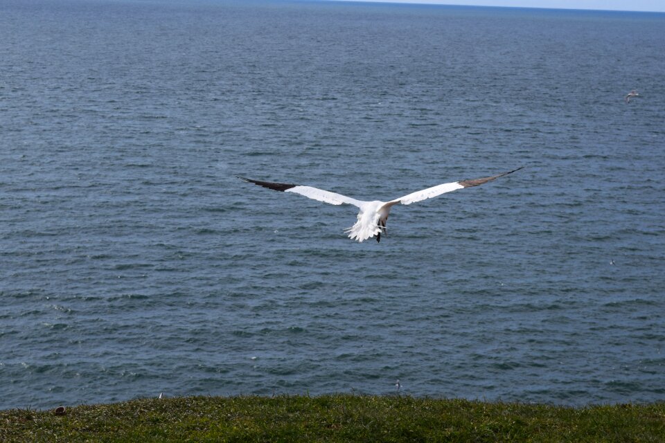 Hatching north sea sea island
