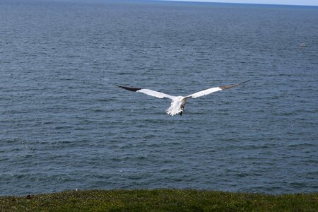 Hatching north sea sea island