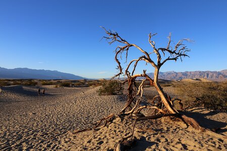 Dessert tree california