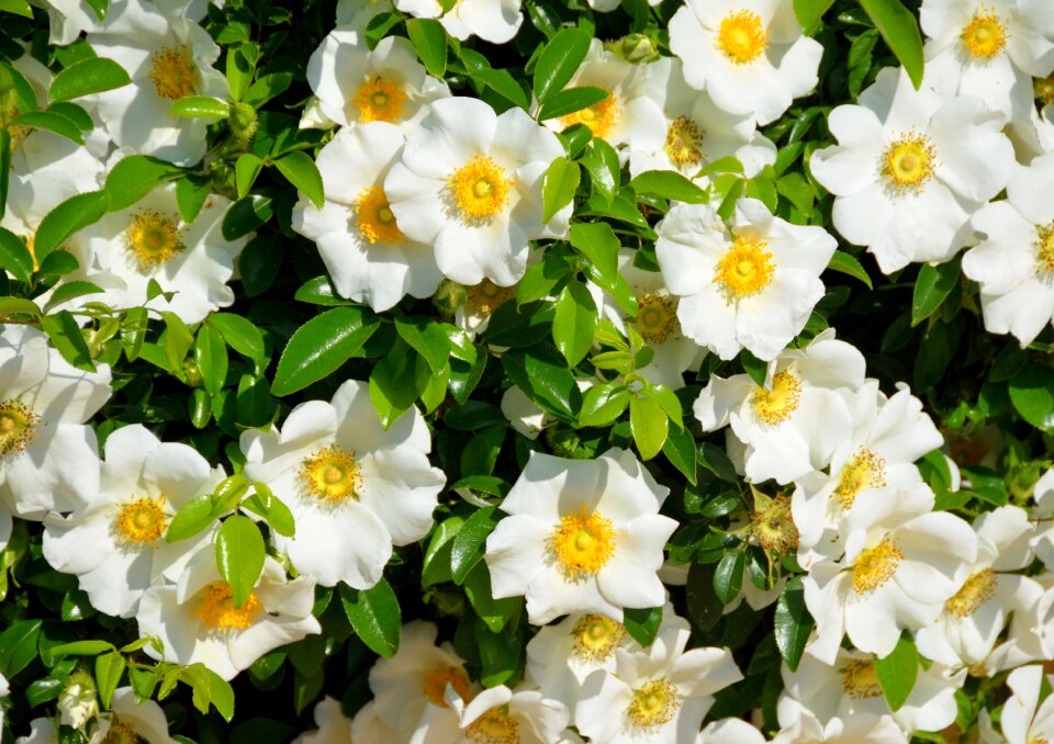 Rose flower cherokee