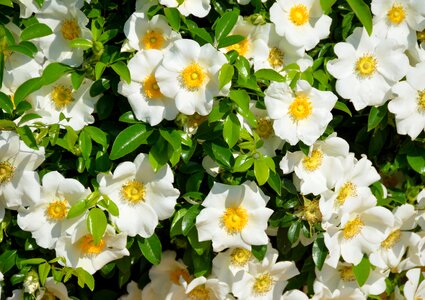 Rose flower cherokee