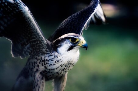 Wildlife predator macro photo