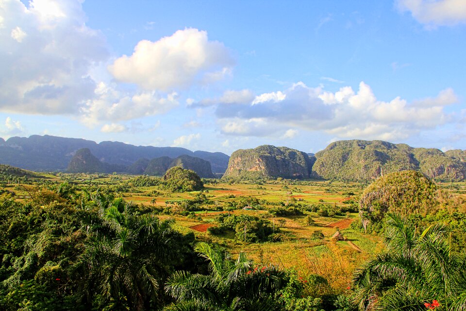 Nature green caribbean