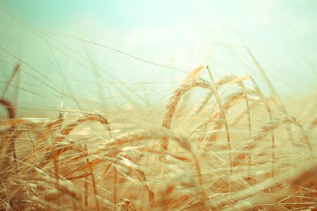 Food agriculture harvest