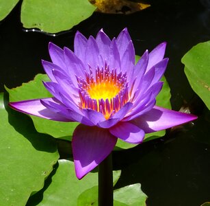 Tropical day-blooming waterlily photo