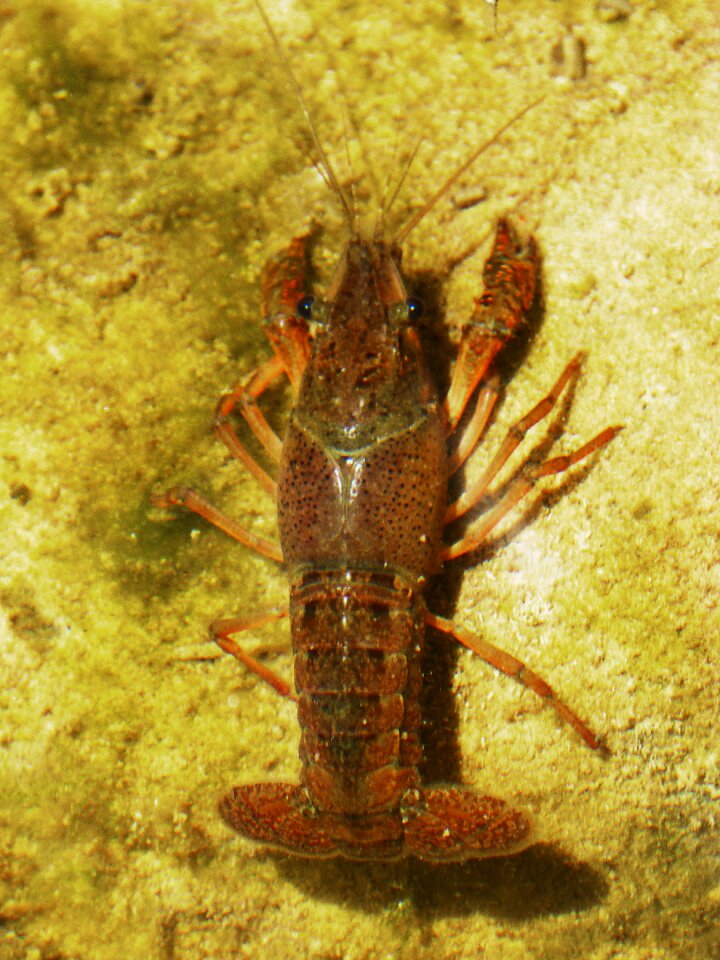 Invasive species priorat montsant