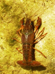 Invasive species priorat montsant