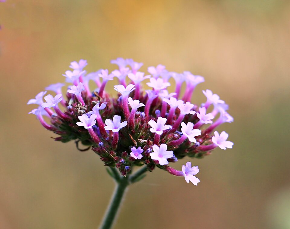Nature plant summer