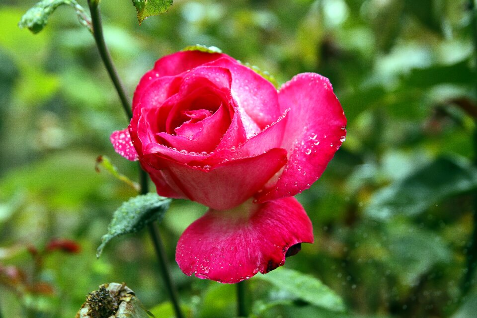Nature red spray