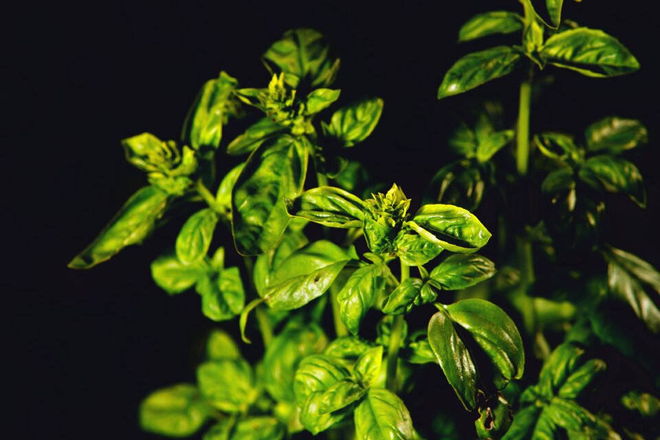 Leaves green mediterranean