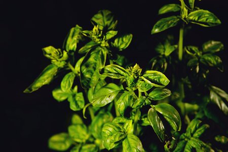 Leaves green mediterranean