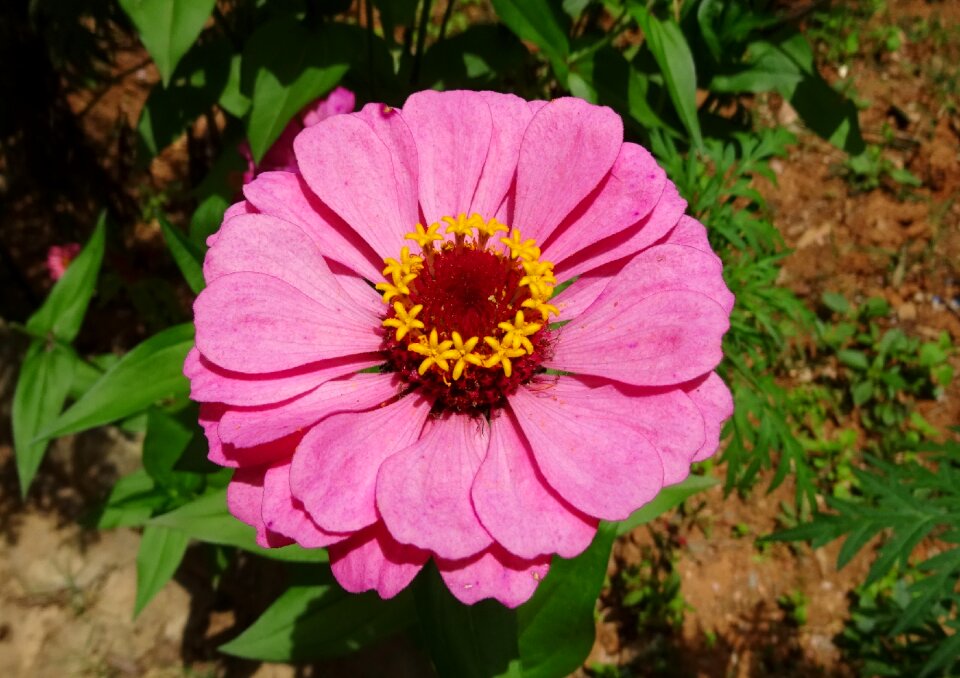Flora plant garden