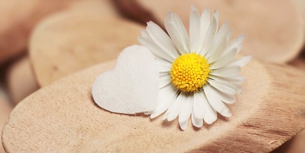 Blossom bloom daisy flower