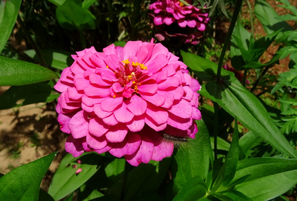 Flora plant garden