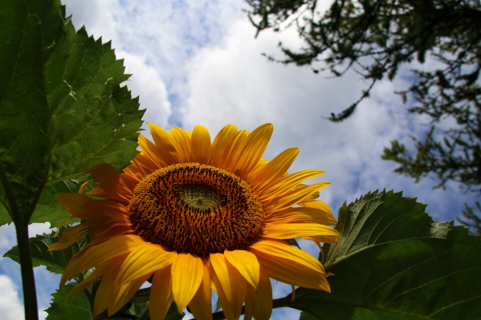 Plant nature summer