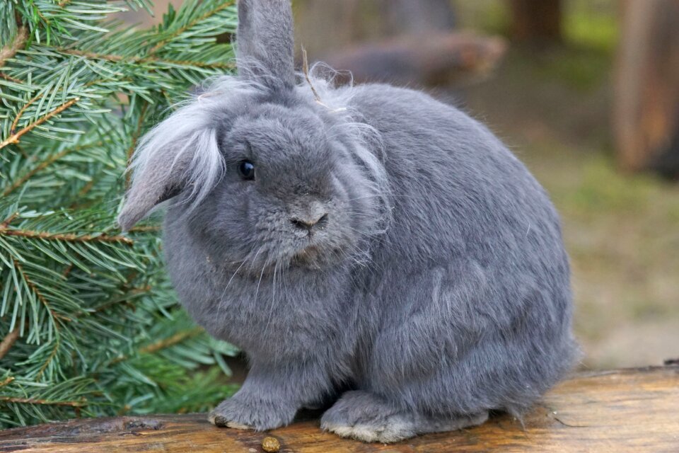 Pet domesticated animal