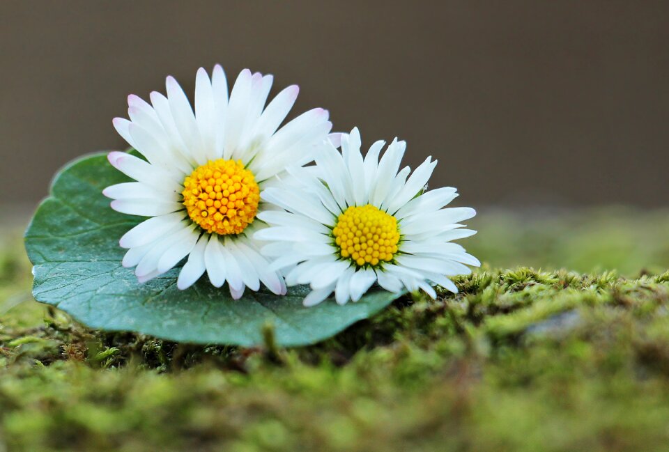 Spring flowers nature