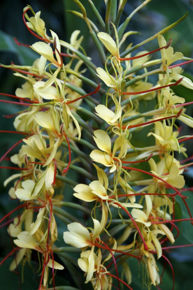 Exotic plant flora