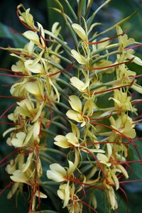 Exotic plant flora photo