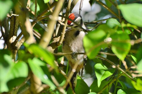 Bird nature animal