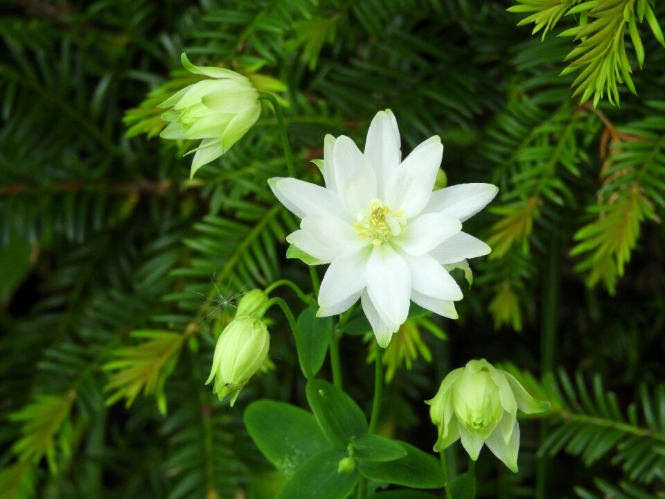 Garden columbine white