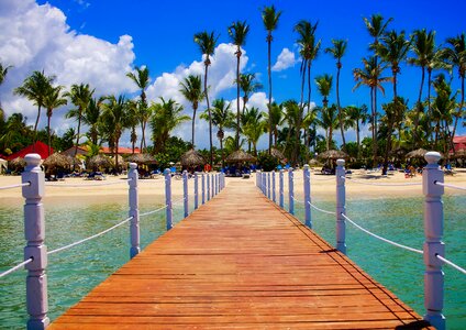 Palm trees sea ocean photo