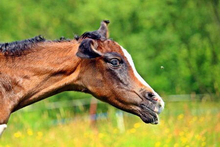 Thoroughbred arabian flying brown mold
