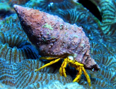 Diving scuba species