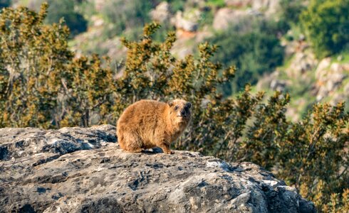 Rock procavia capensis rock badger