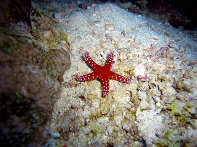 Sea starfish meeresbewohner photo