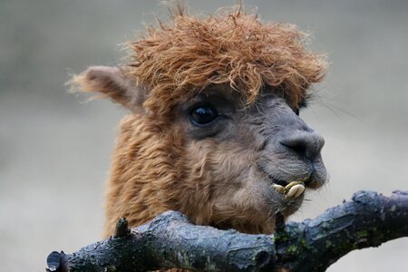 Neuweltkamel ruminant curious